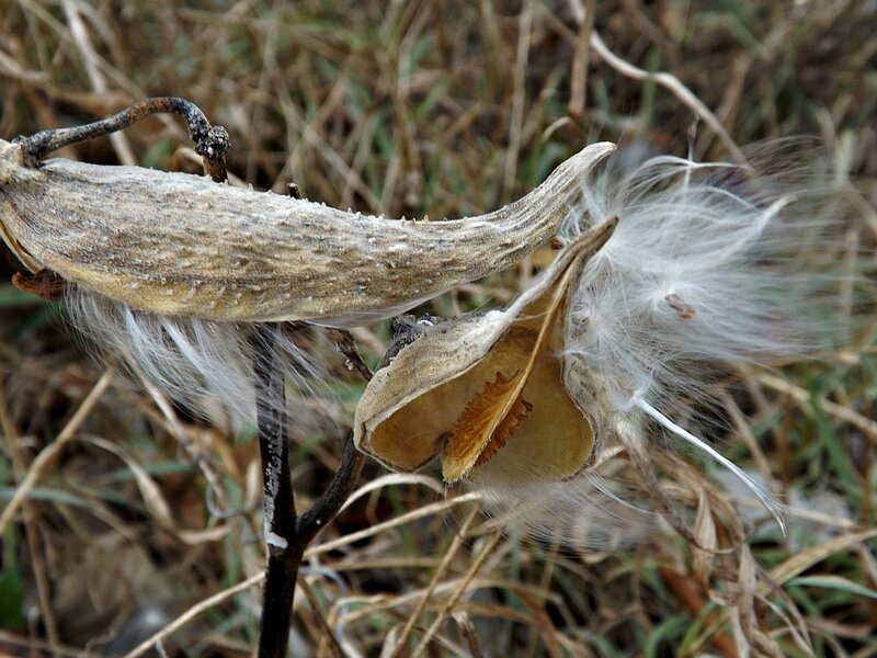 Dried Milkweed Pod