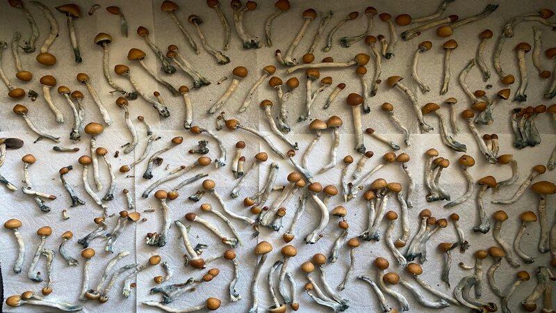 Dried Mushrooms on Paper