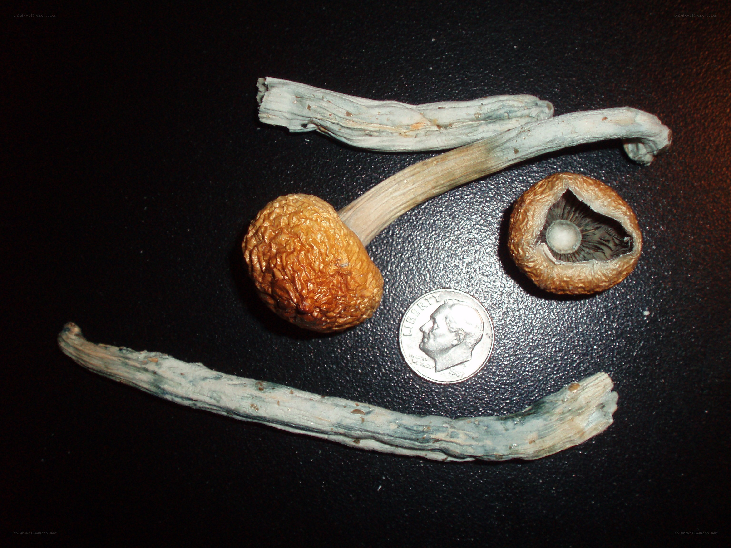 dried mushrooms with a dime