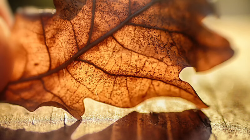 Dried Oak Leaf — Brown, Calm