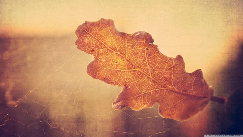 Dried Oak Leaf — Brown, Serene