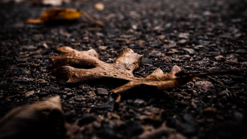 Dried Oak Leaf — Brown, Somber