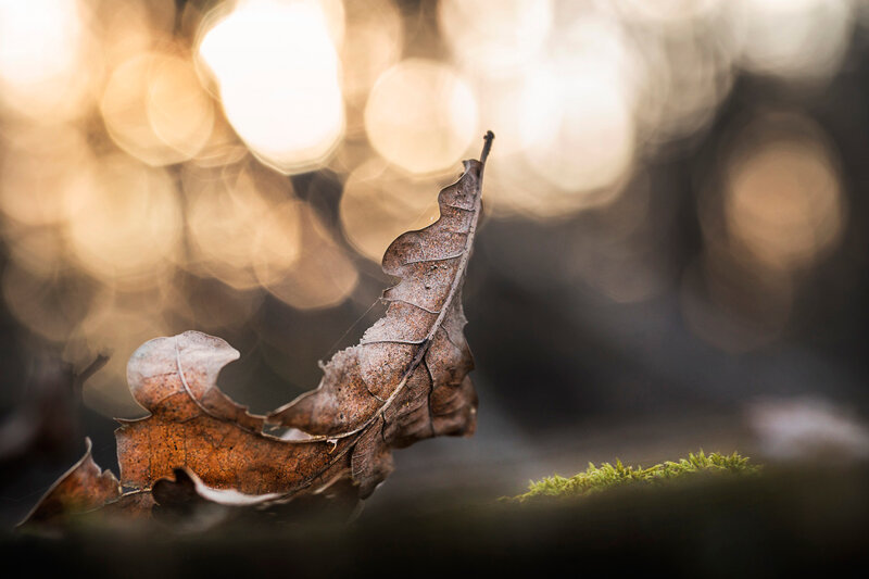 Dried Oak Leaf — Brown