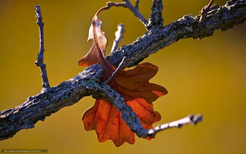 Dried Oak Leaf on Branch — Orange
