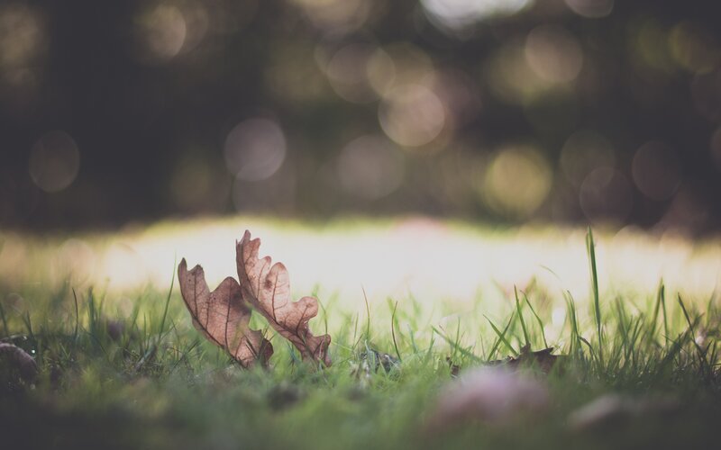 Dried Oak Leaf on Grass