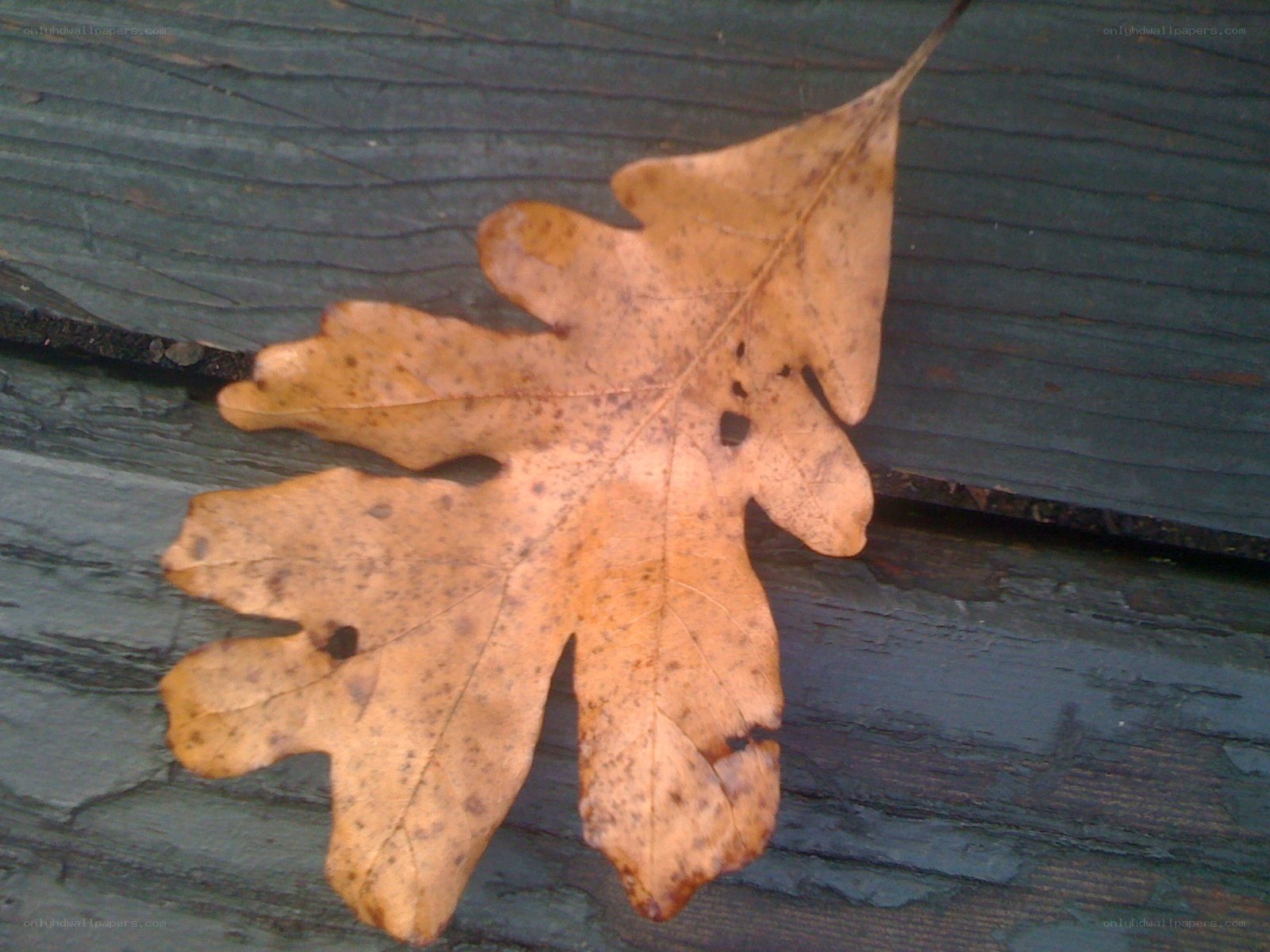 Dried oak leaf on wood