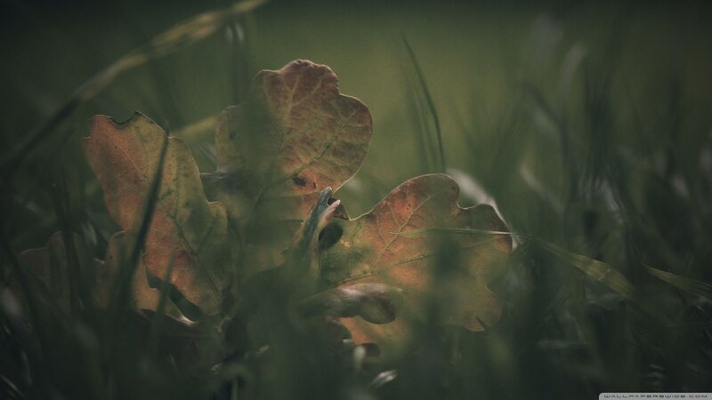Dried Oak Leaves in Grass