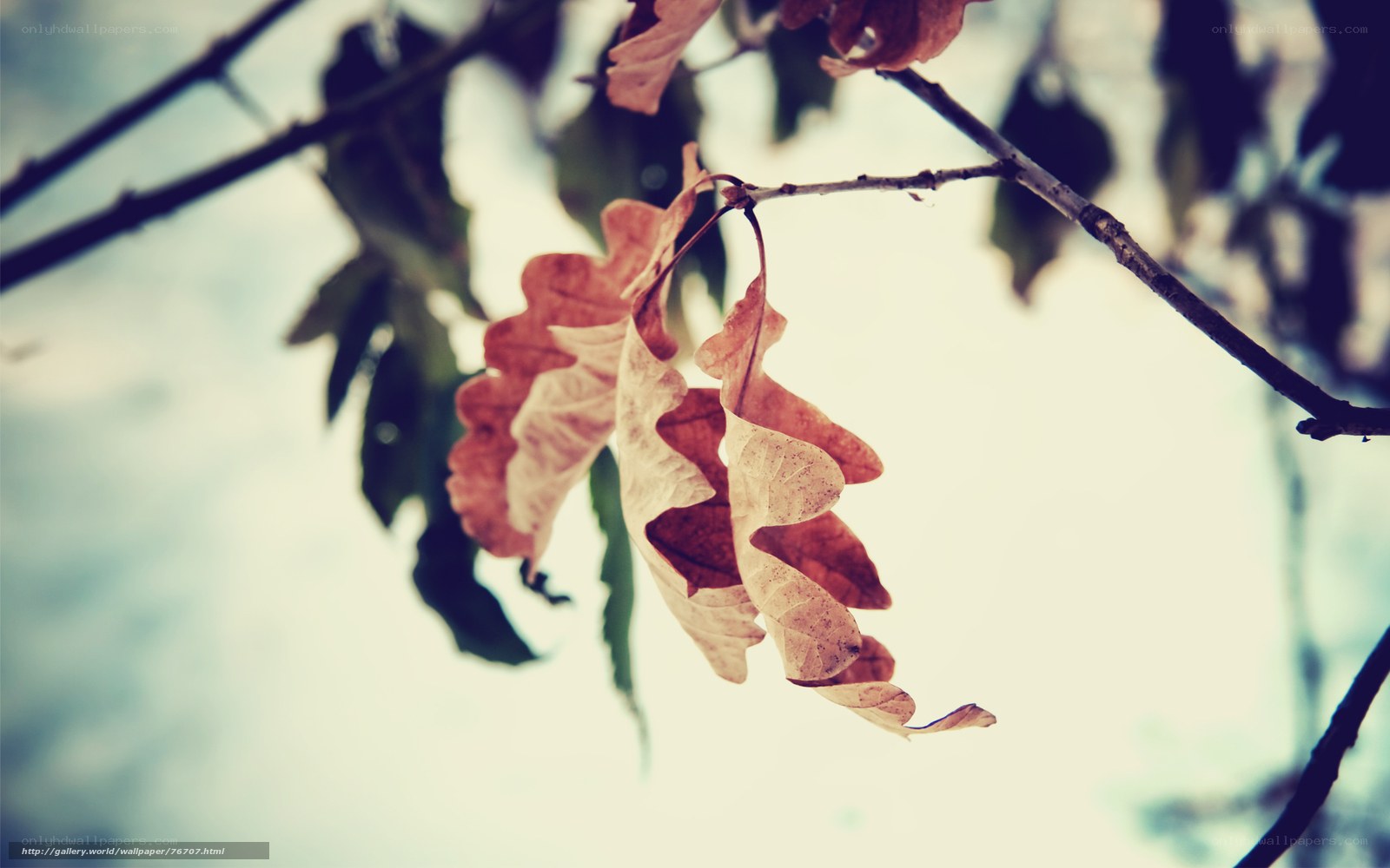 dried oak leaves on a branch