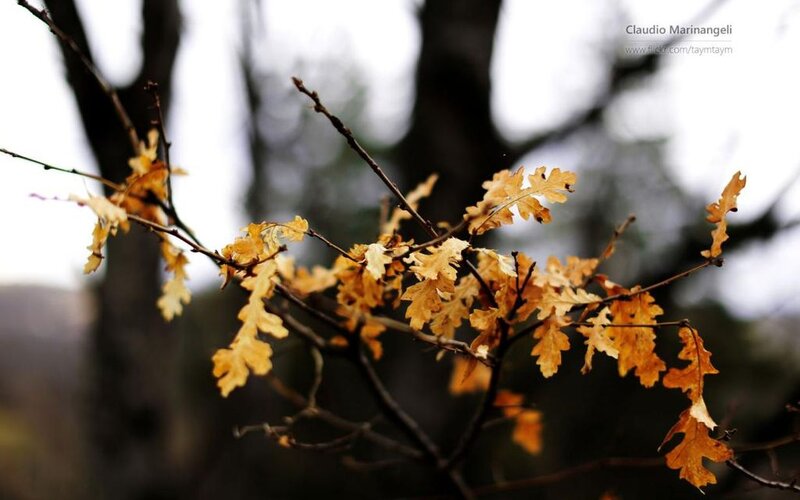 Dried Oak Leaves on Branch — Brown, Calm, Autumn