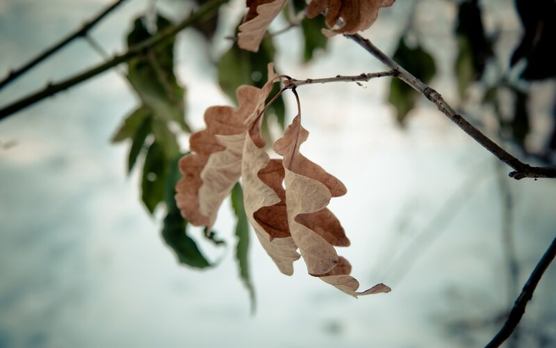 Dried Oak Leaves on Branch — Brown, Calm