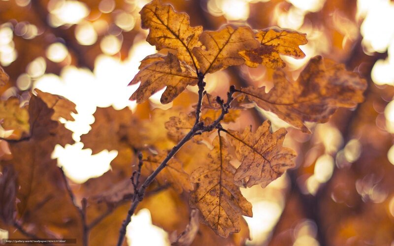 Dried Oak Leaves on Branch — Brown, Serene, Autumn