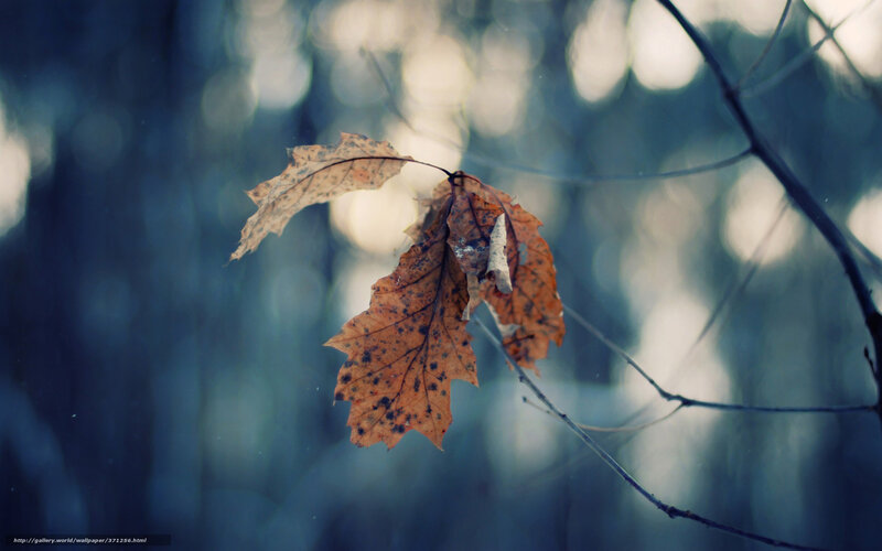 Dried Oak Leaves on Branch — Brown, Serene