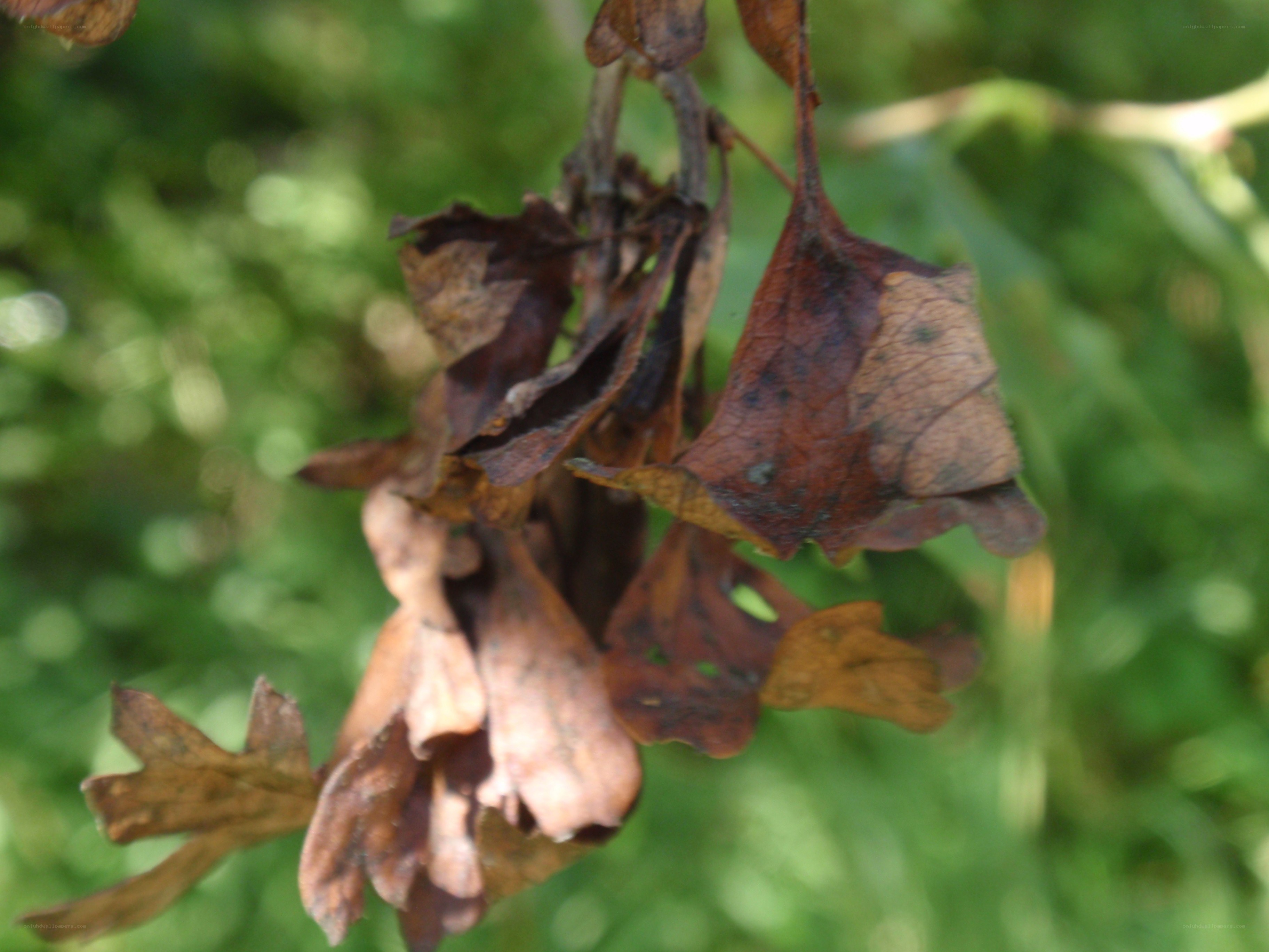 dried oak leaves on branch