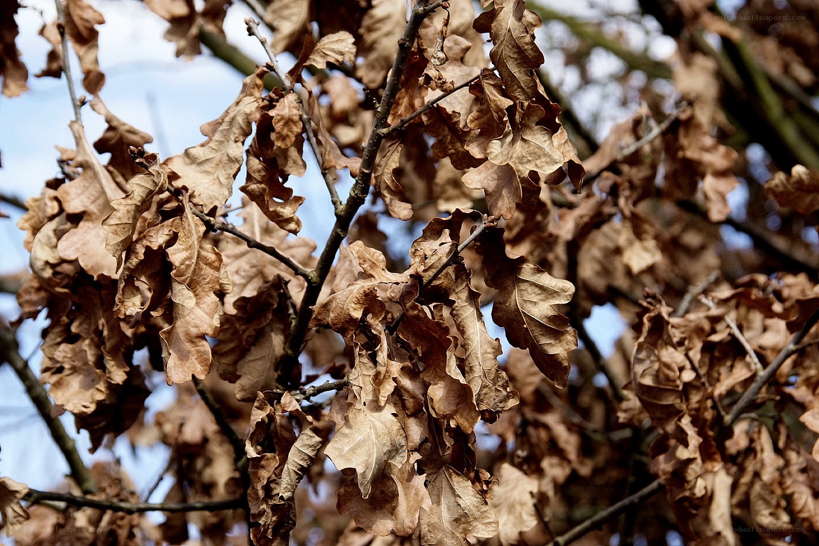dried oak leaves on branches