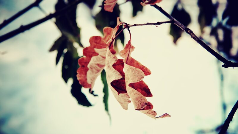 Dried Oak Leaves