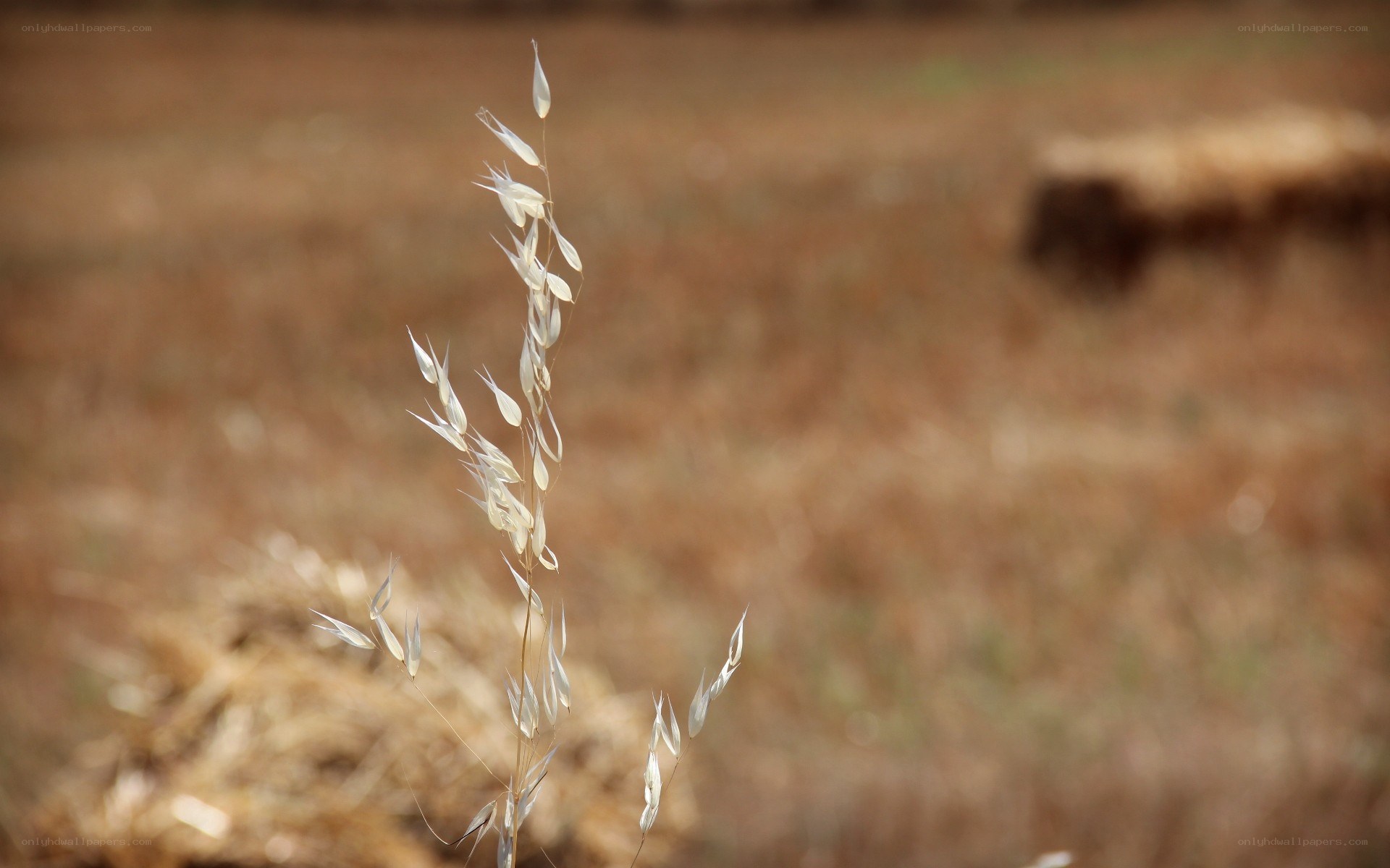 dried oat plant in field