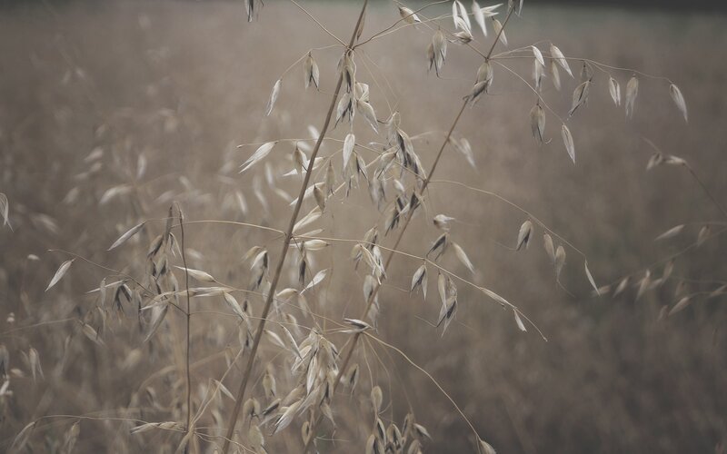 dried oat plants in a field
