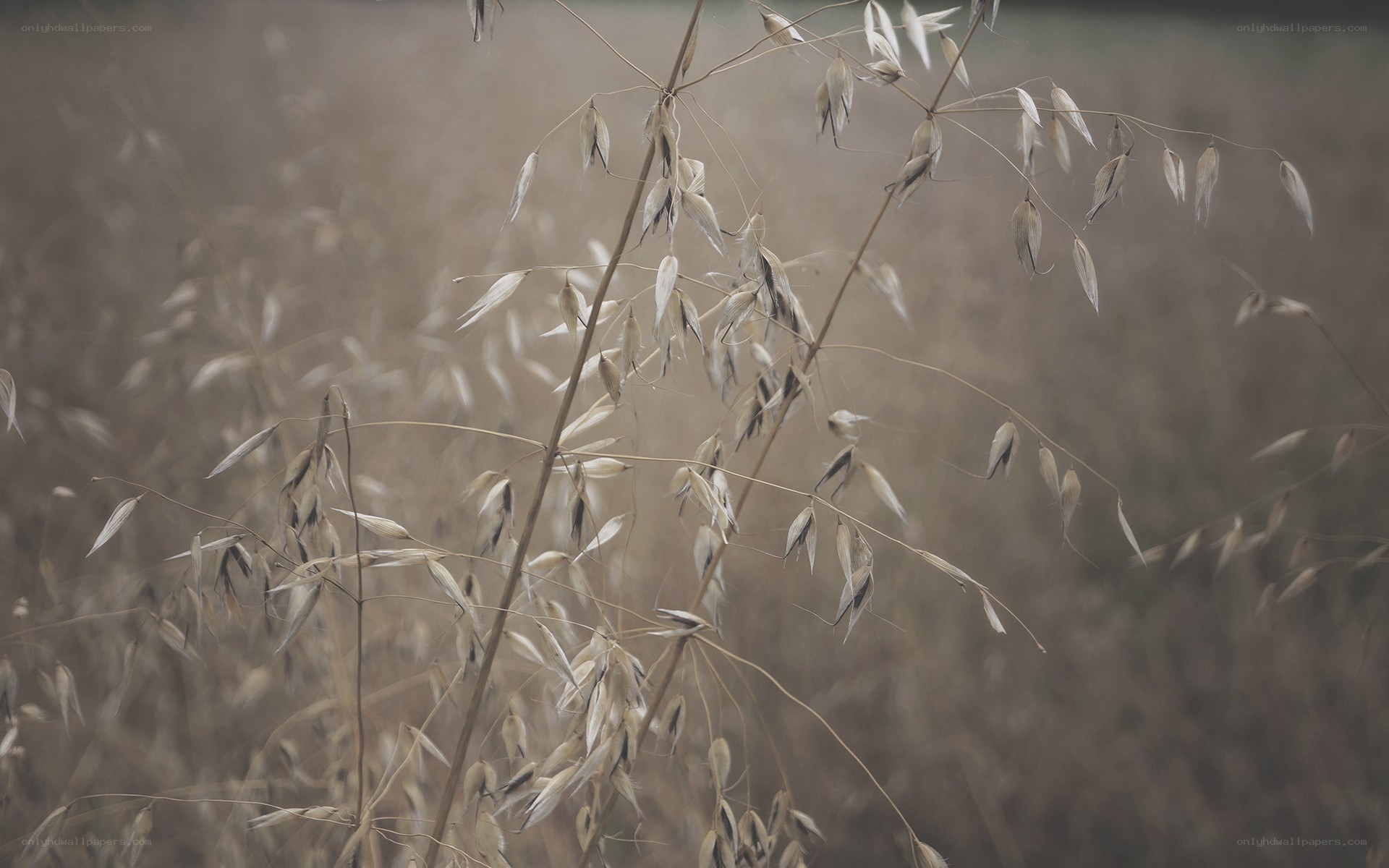 dried oat plants in a field
