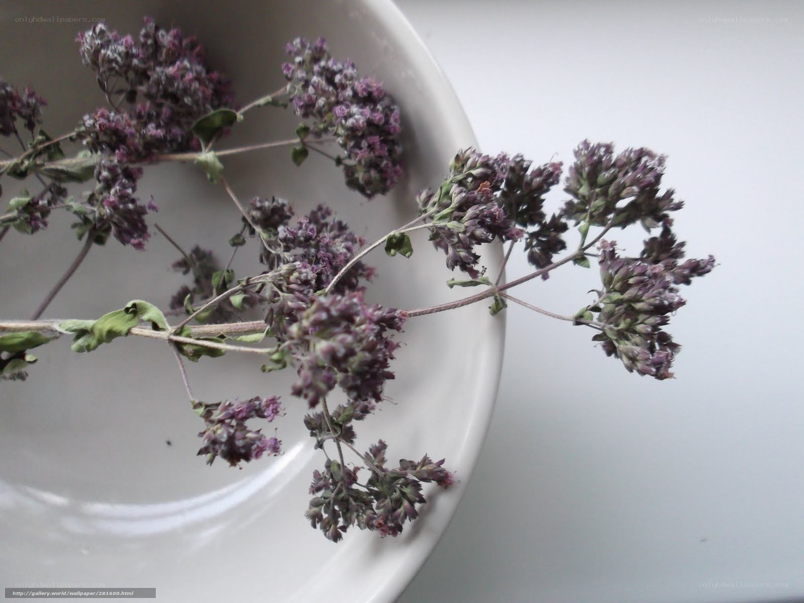 dried oregano in a bowl