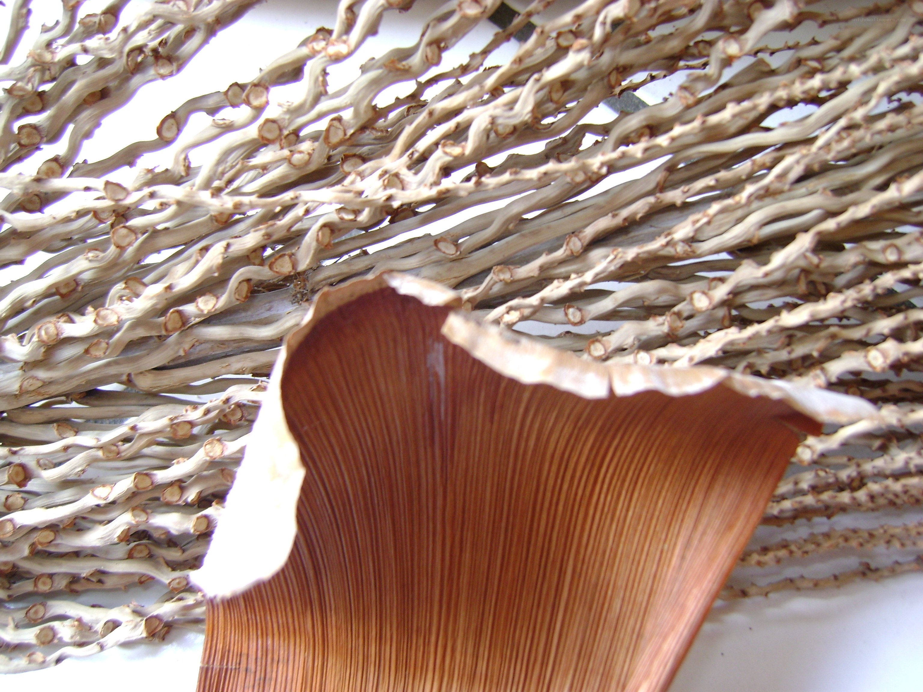 dried palm fronds and leaf