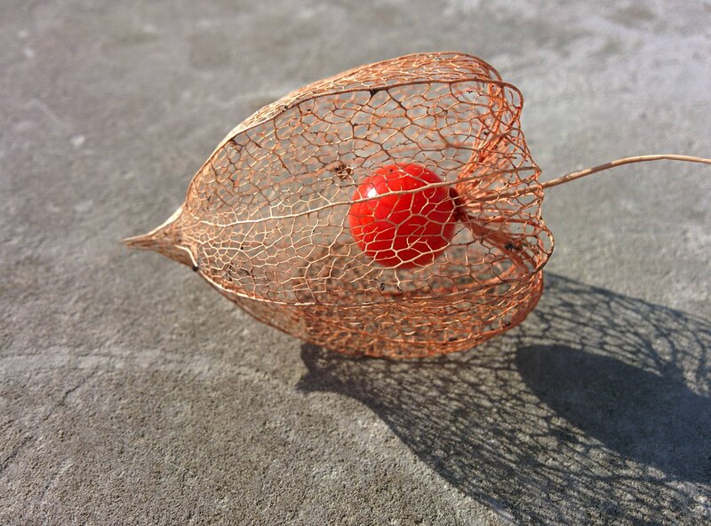 Dried Physalis Fruit — Brown, Natural