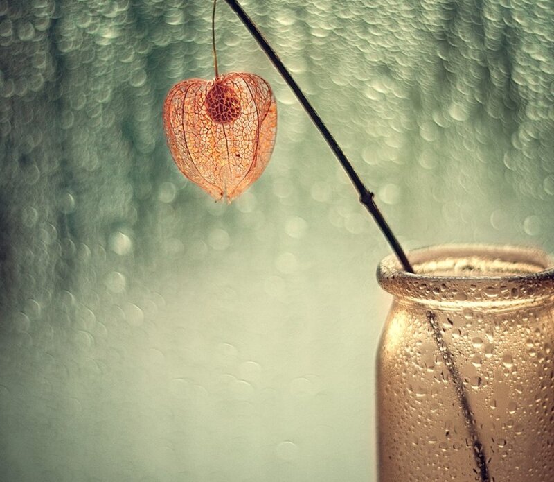 Dried Physalis Fruit — Brown