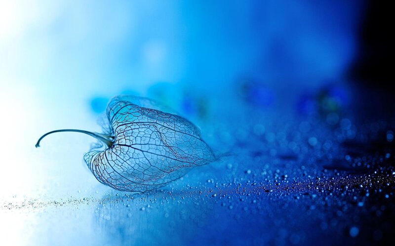 Dried Physalis Husk — Blue, Serene
