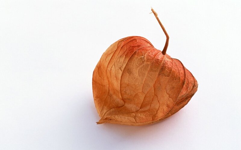 Dried Physalis Husk — Brown