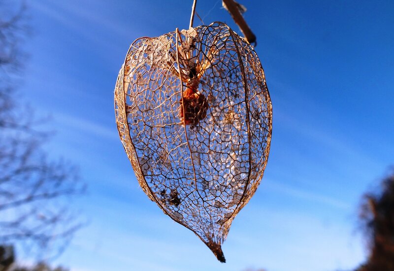 Dried Physalis Husk