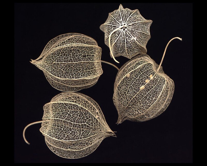 Dried Physalis Husks