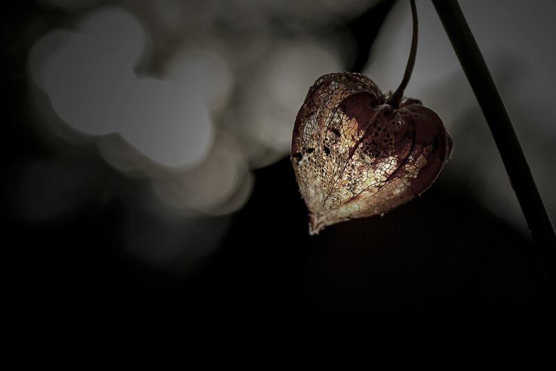Dried Physalis Pod — Brown