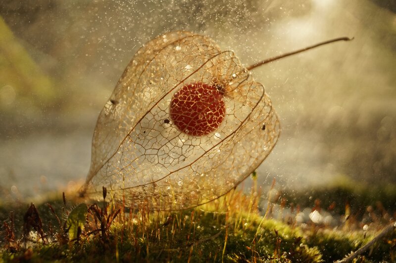 Dried Physalis Pod — Green