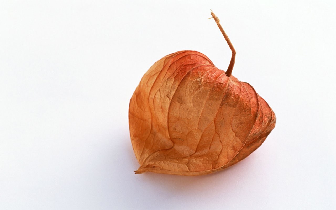 dried physalis pod