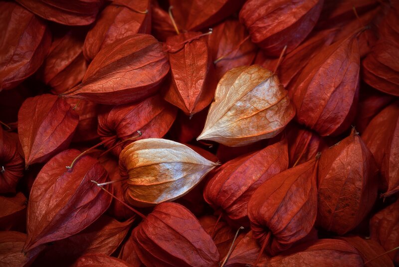 Dried Physalis Pods — Red