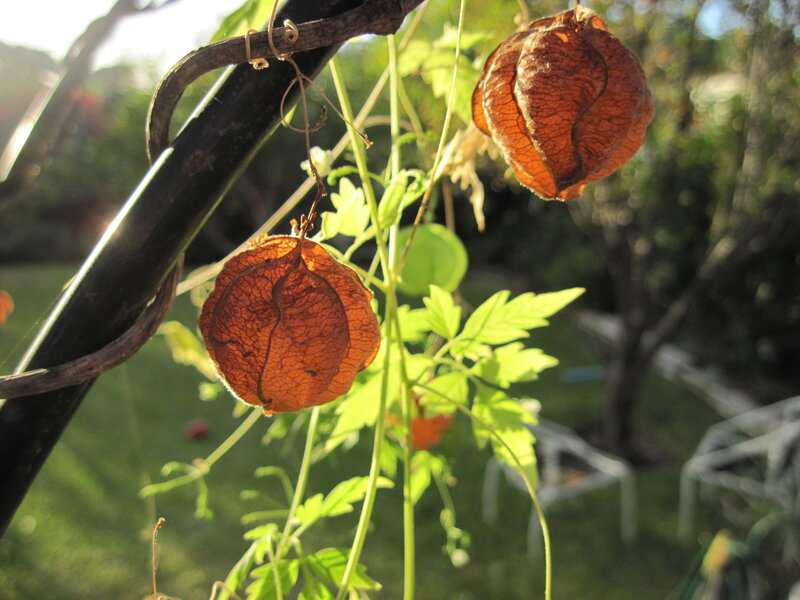 Dried Physalis Pods