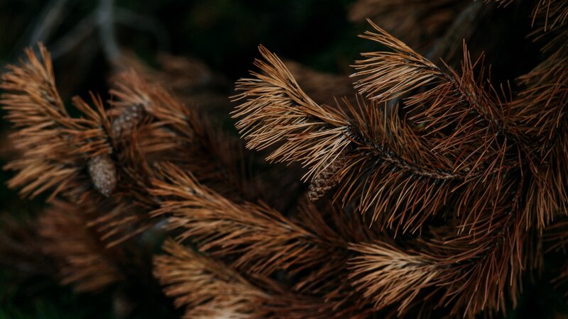 Dried Pine Branches