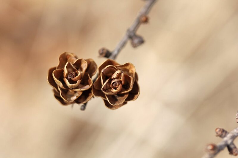 Dried Pine Cones — Brown
