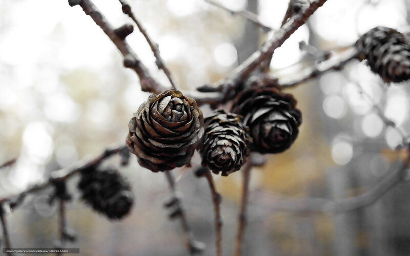 Dried pine cones on a branch