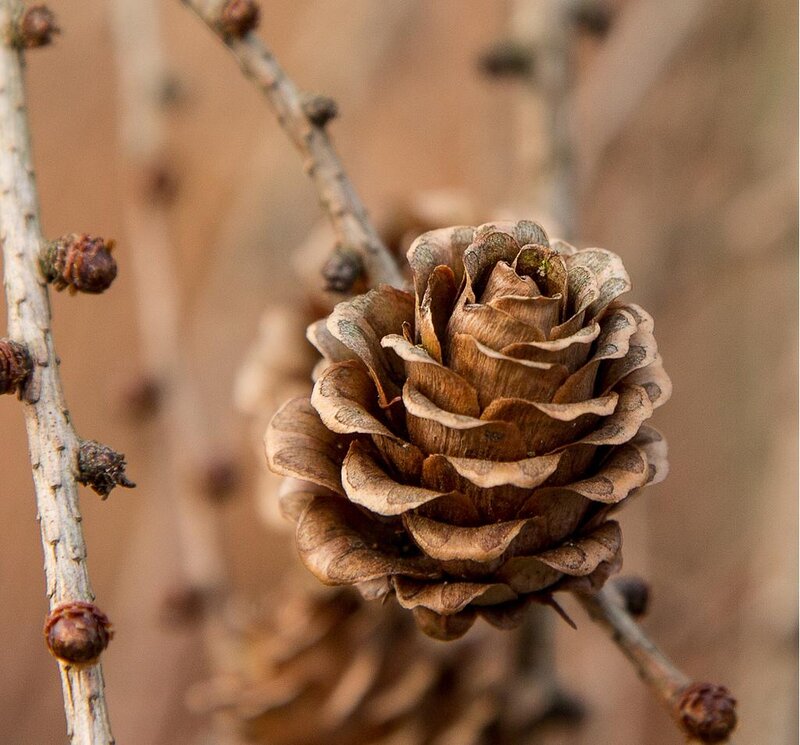 Dried Pinecone on Branch