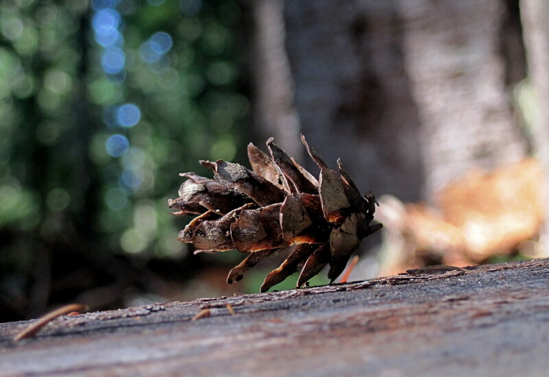 Dried pinecone on log