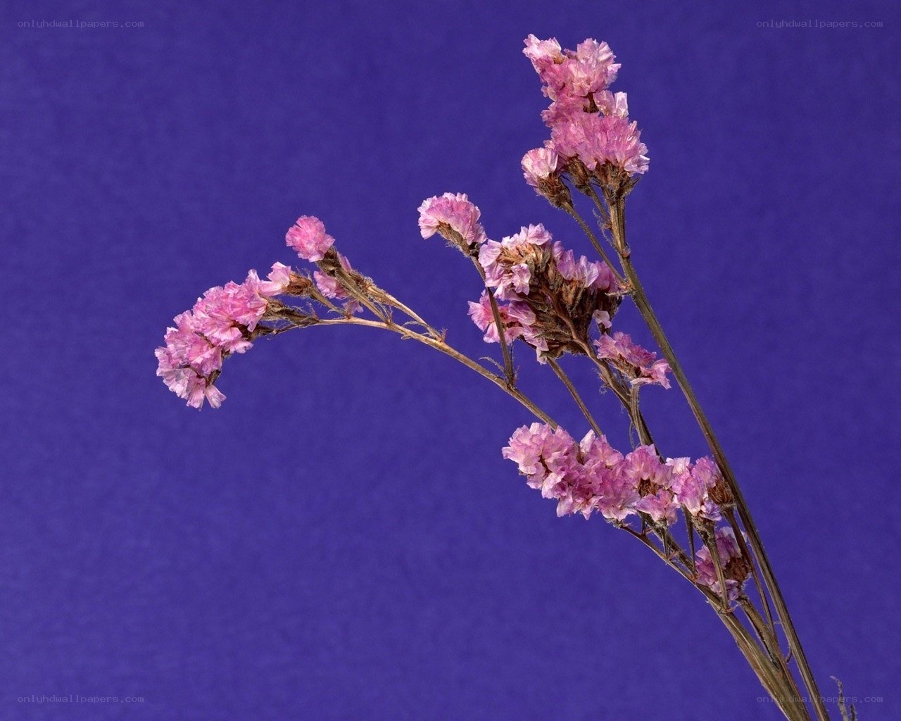 dried pink flowers on blue