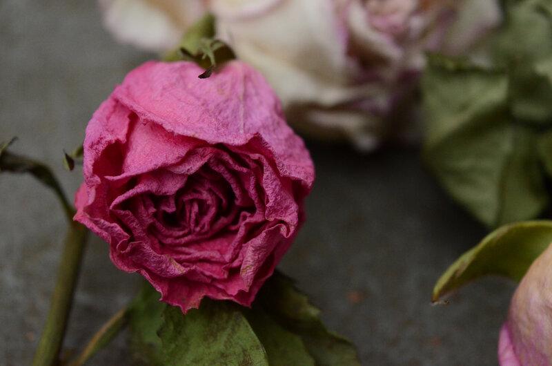 Dried Pink Rose — Somber