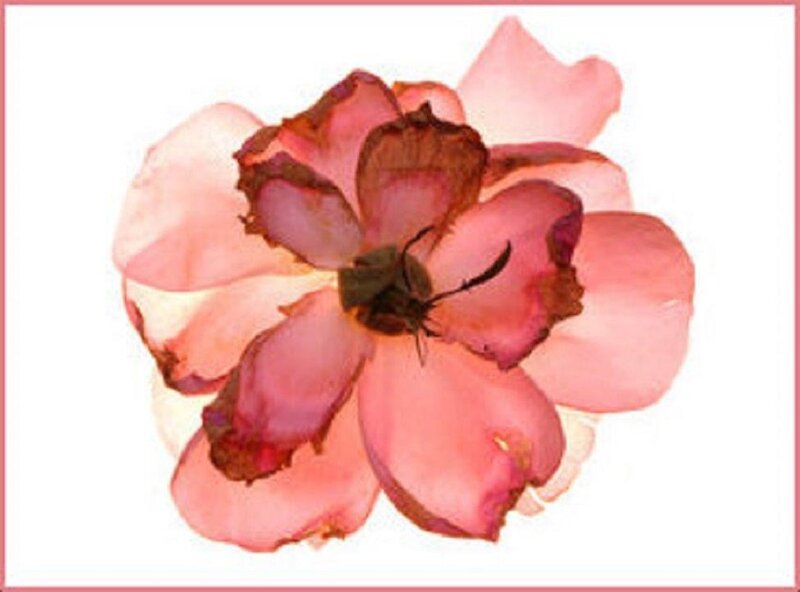Dried Pink Rose