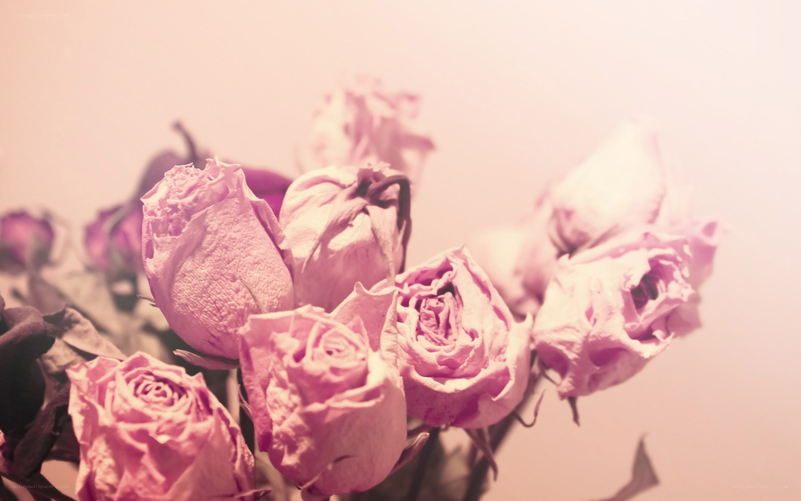 dried pink roses bouquet