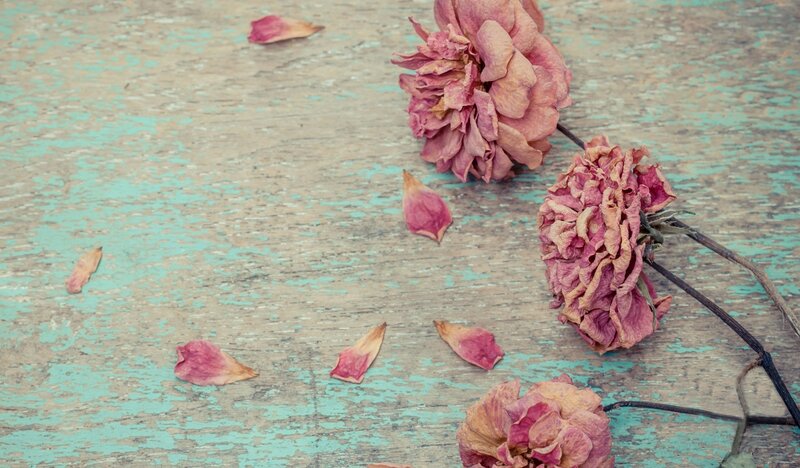 Dried Pink Roses — Melancholic, Photograph