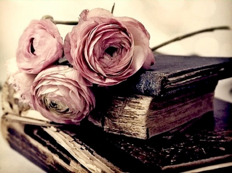 Dried Pink Roses — Nostalgic