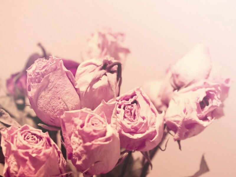 Dried Pink Roses — Soft