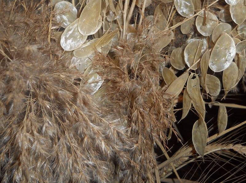 Dried Plant Arrangement