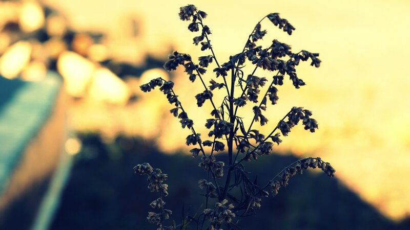 dried plant at sunset