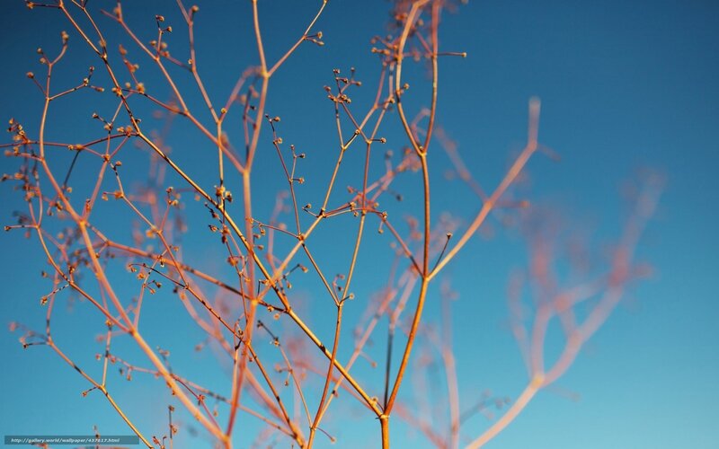 Dried Plant Branches — Blue, Serene
